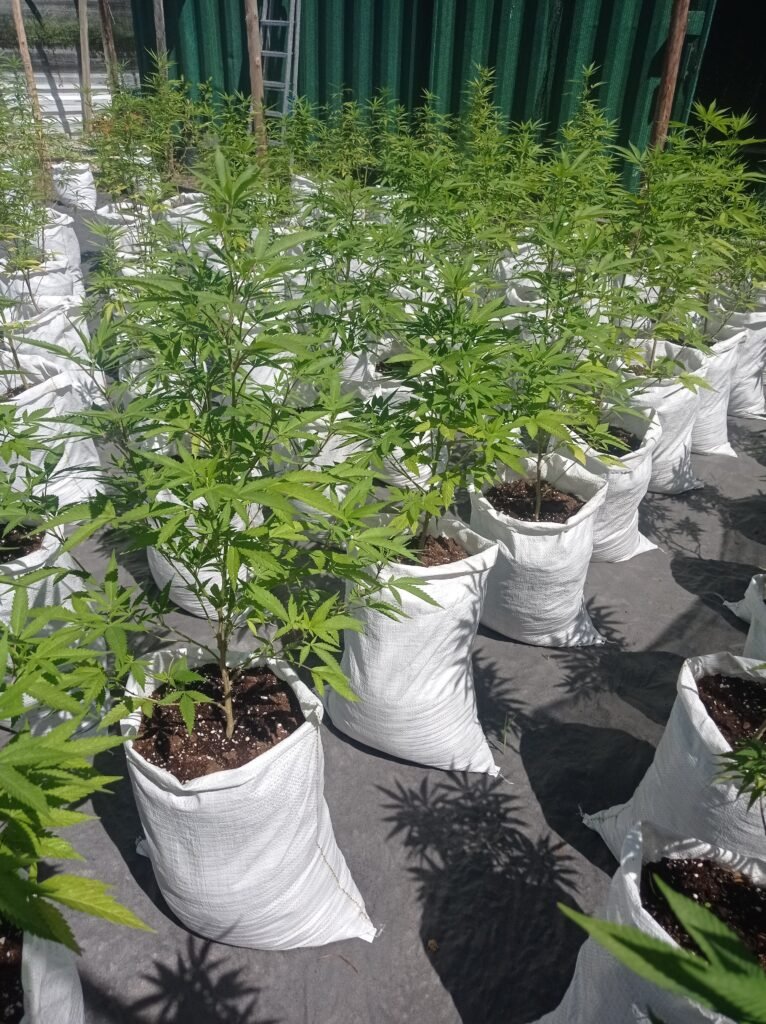 Estrutura de cultivo do Instituto Cannabis do Bem