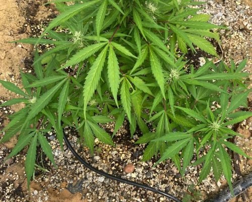 WhatsApp Image 2025-11-19 at 18.07.23